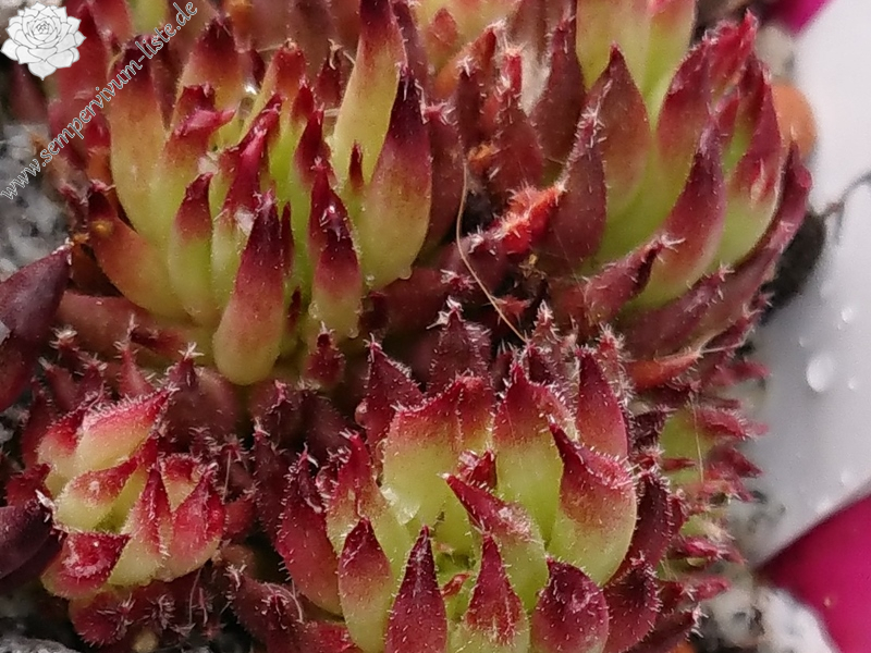 Swinegel (NNG25)