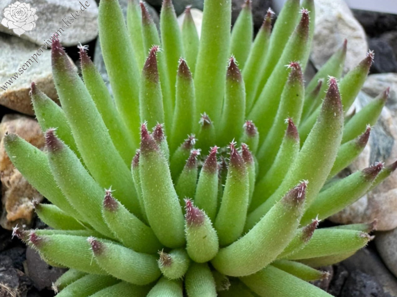 Swinegel (NNG25)