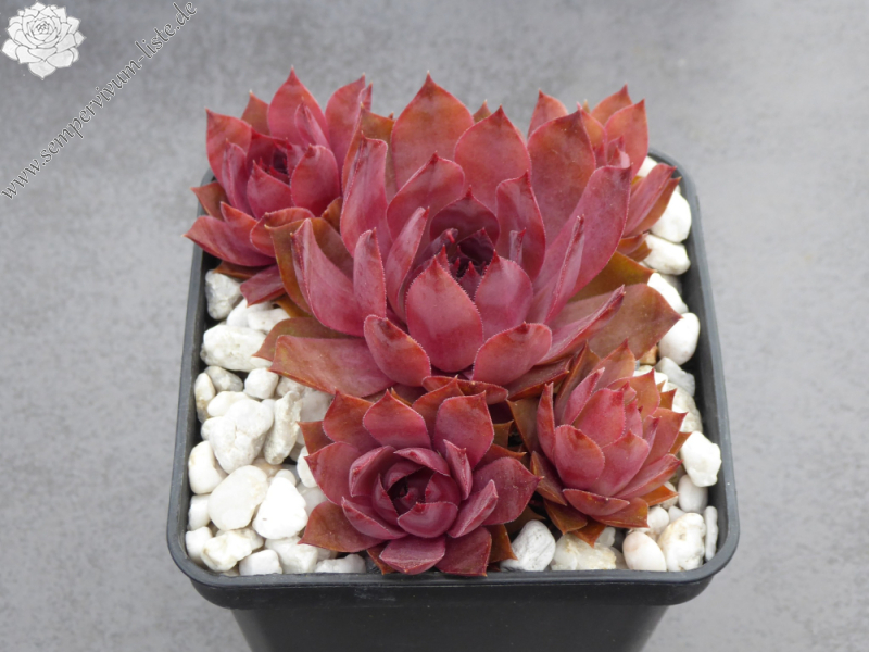 When You Awake (NNG)