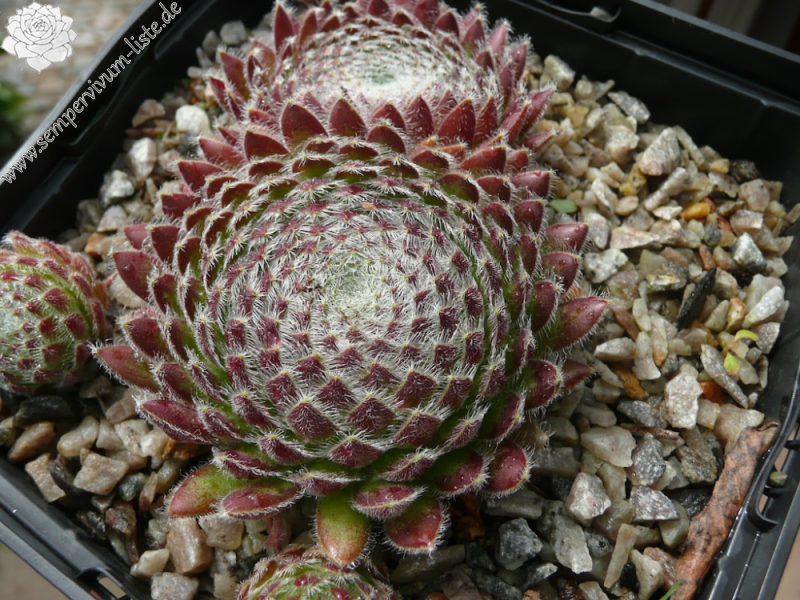 ciliosum ssp. octopodes from Mali Hat