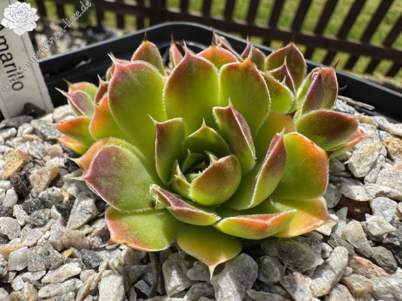 Amarillo / Jovi (NNG)