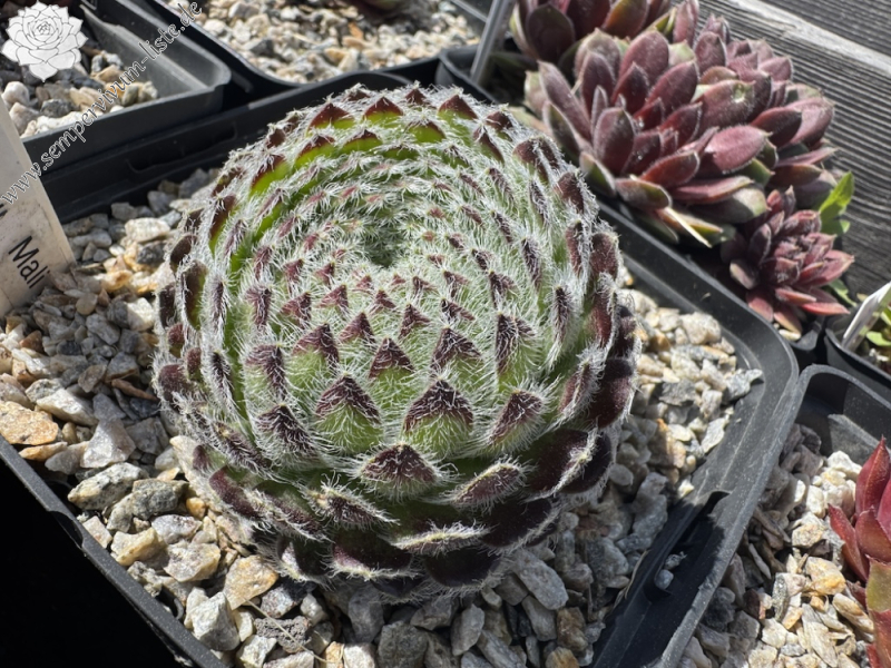 ciliosum ssp. octopodes from Mali Hat