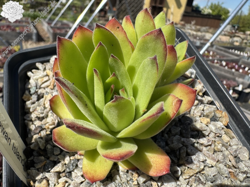  transcaucasicum (cf.) from Sewan-Island