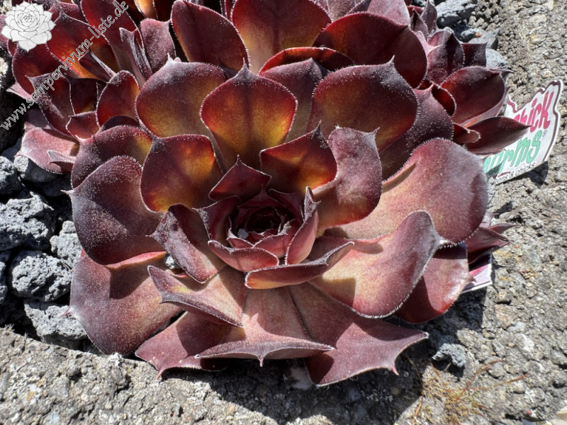 Chick Charms® Choco-Latte