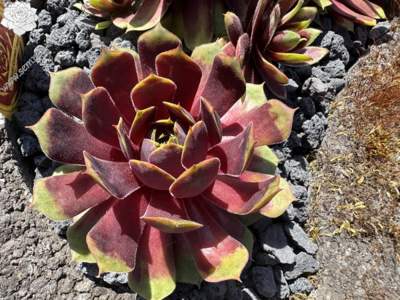  Chick Charms® Gold Crown