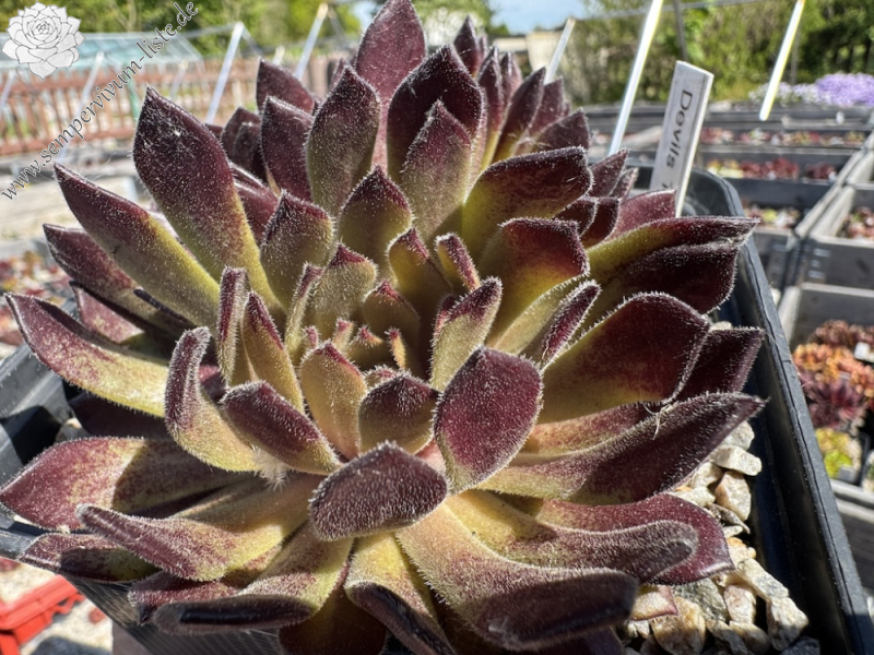 Devils Temptation (NNG)