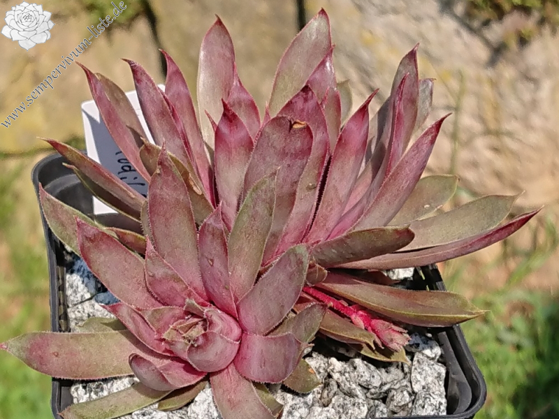 Krokodil Gena