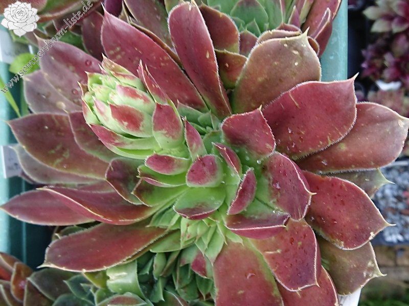 Miaplacidus