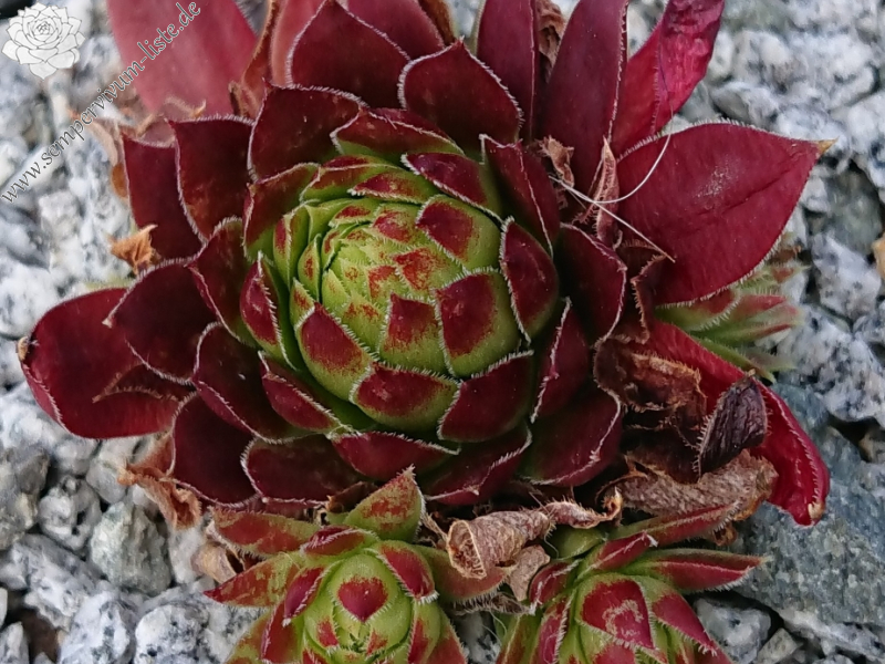 My cochinella