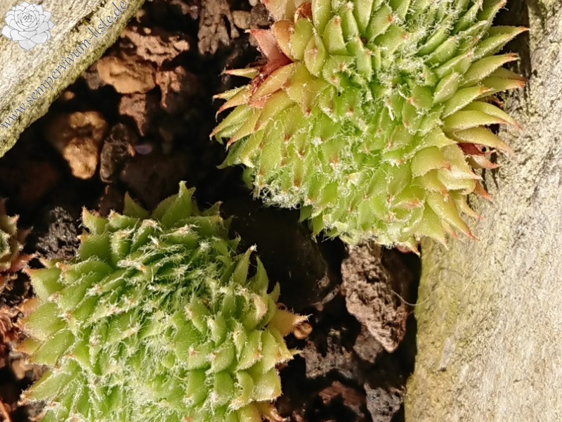 Pfälzer Igel