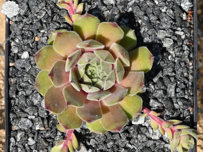 Yellow Citrin