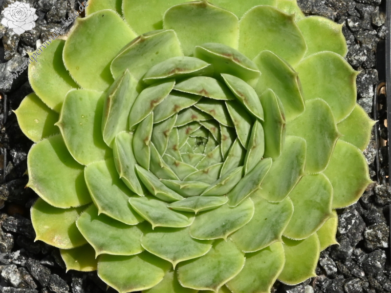 Green Luca / Jovi