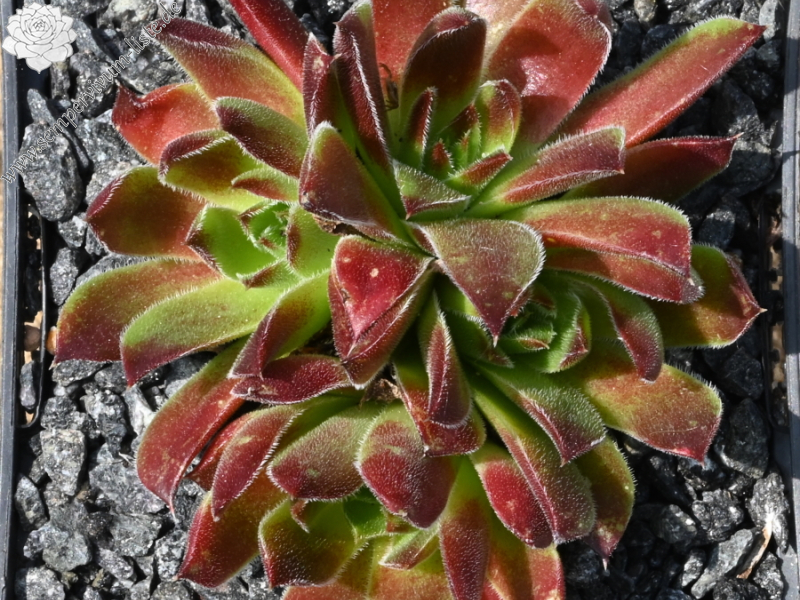 Hortensia / Jovi