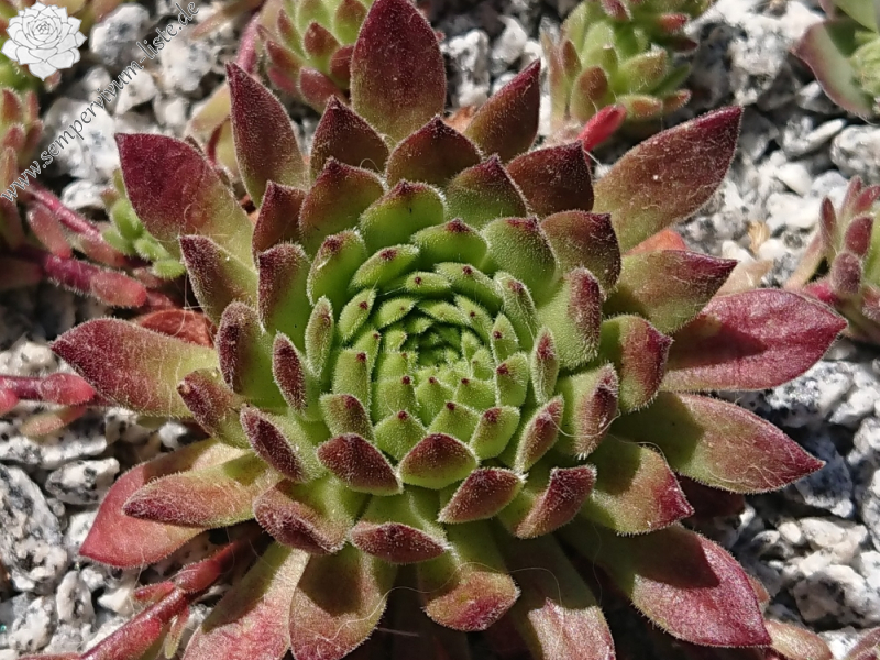 Waldviertler Gemütlichkeit 