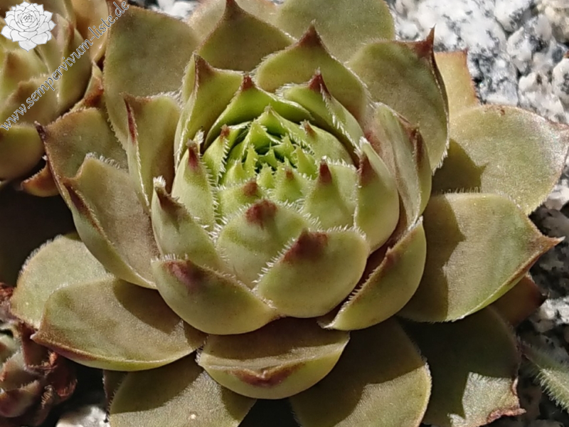 Watermelon Rind