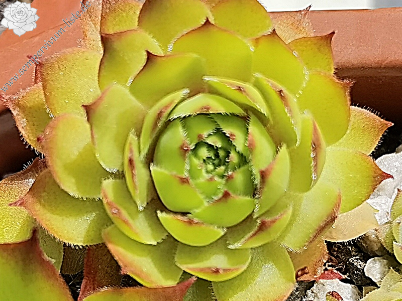 Goldstück