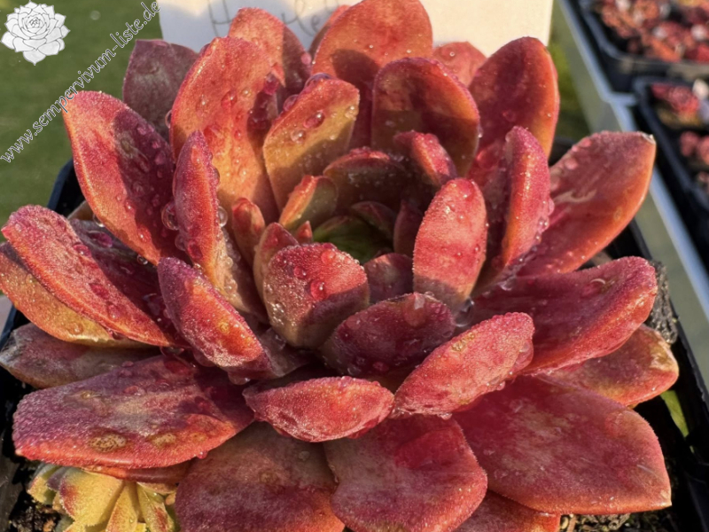 Harlekin Rockoon (NNG)