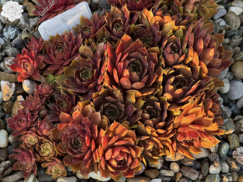 Jannik's Wundertüte