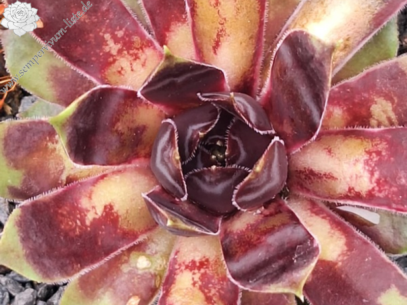 Knutschfleck (Netzfund) Chona