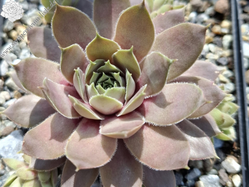 Pink Baby Girl (NNG25)