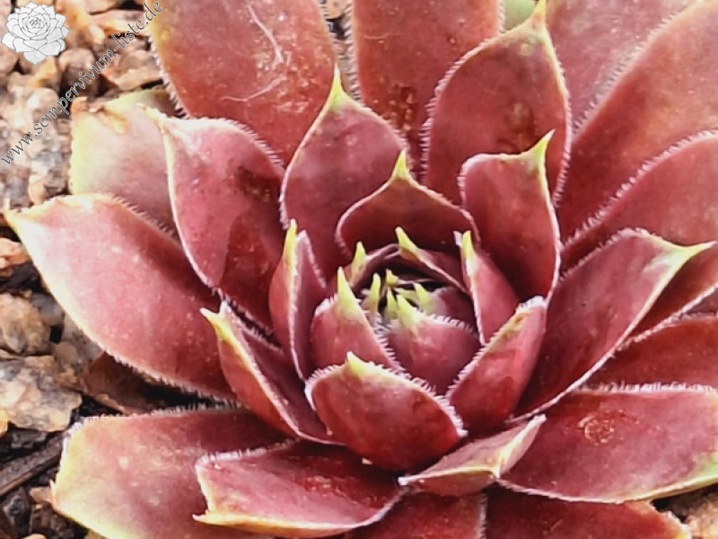 Chick Charms® Pink Sapphire (Netzfund) Vaughn