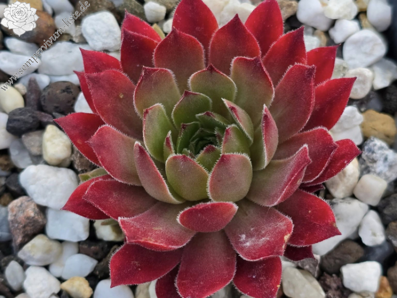 Pink Xenia (NNG)