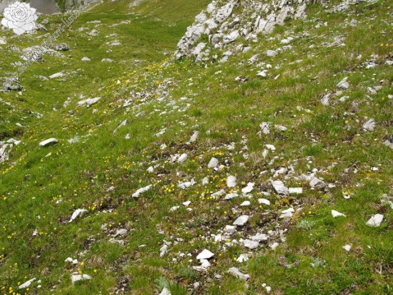 dolomiticum from Passo delle Selle