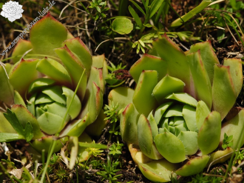 wulfenii from Campagnacia