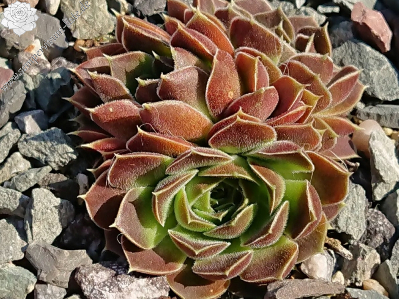 ARIADNE 