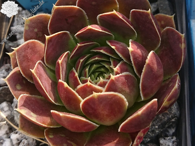 ARISTOBULE