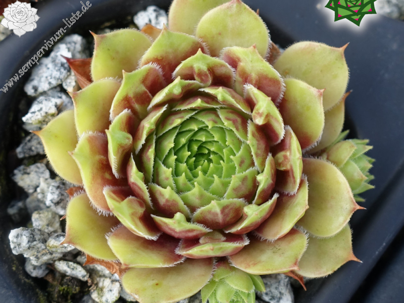 Amenophis III (NNG25)