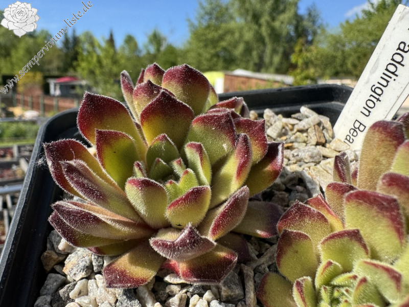  Paddington Bear (NNG)