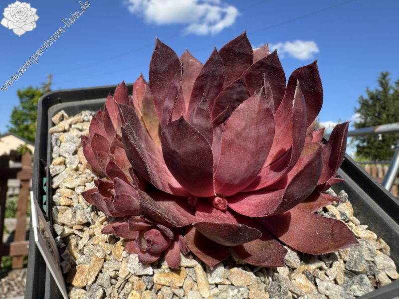  When You Awake (NNG)