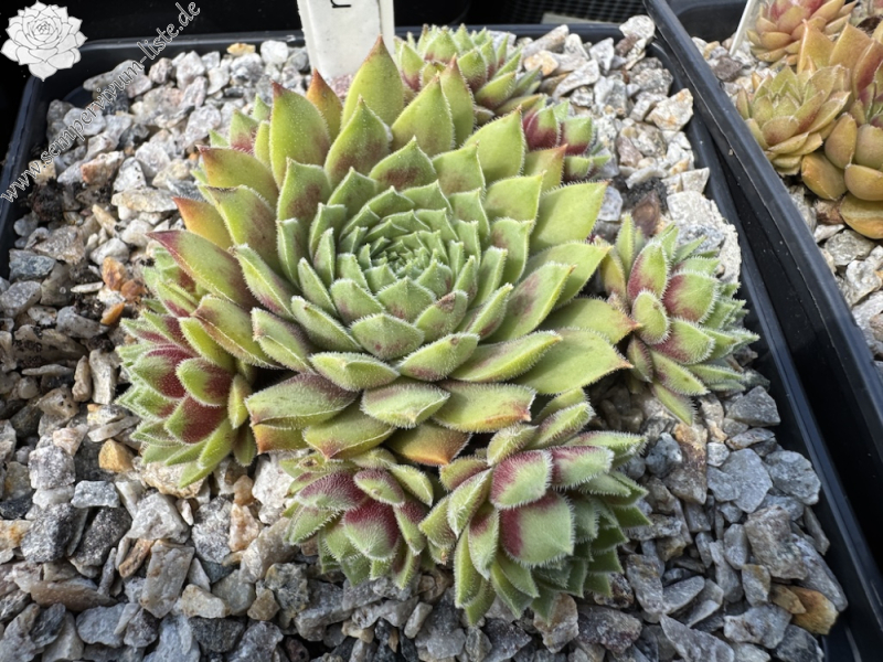 Korspelse Idiatu (NNG)