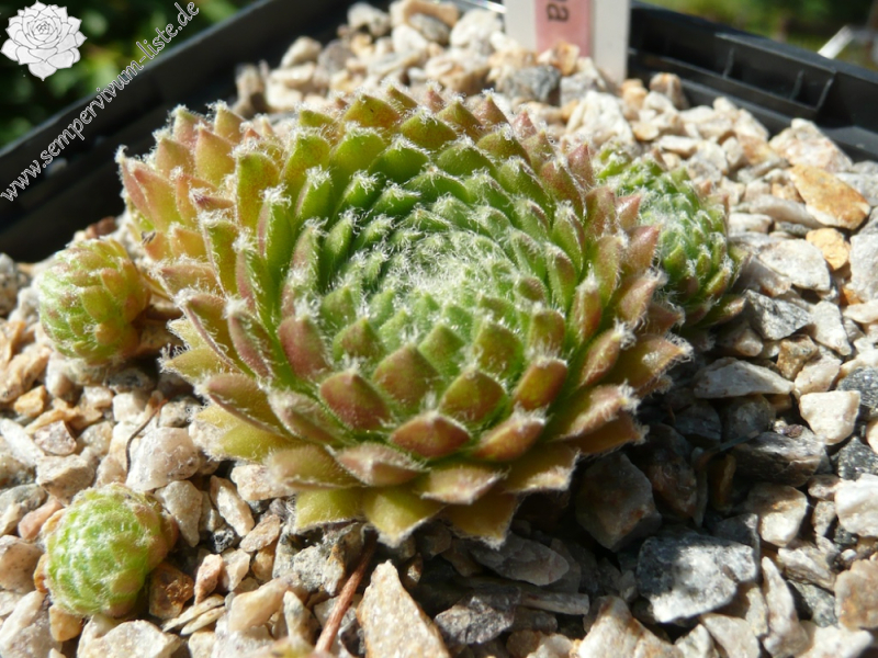 Primaballerina (NNG)