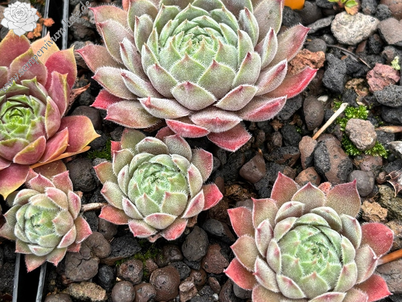 Sea of Tranquility (NG)