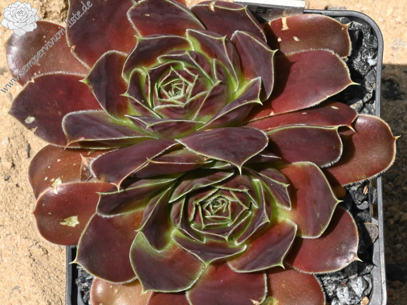Iris / Jovi