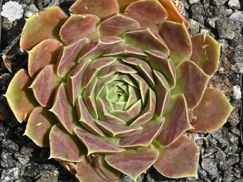 Pfälzer Ulli / Jovi