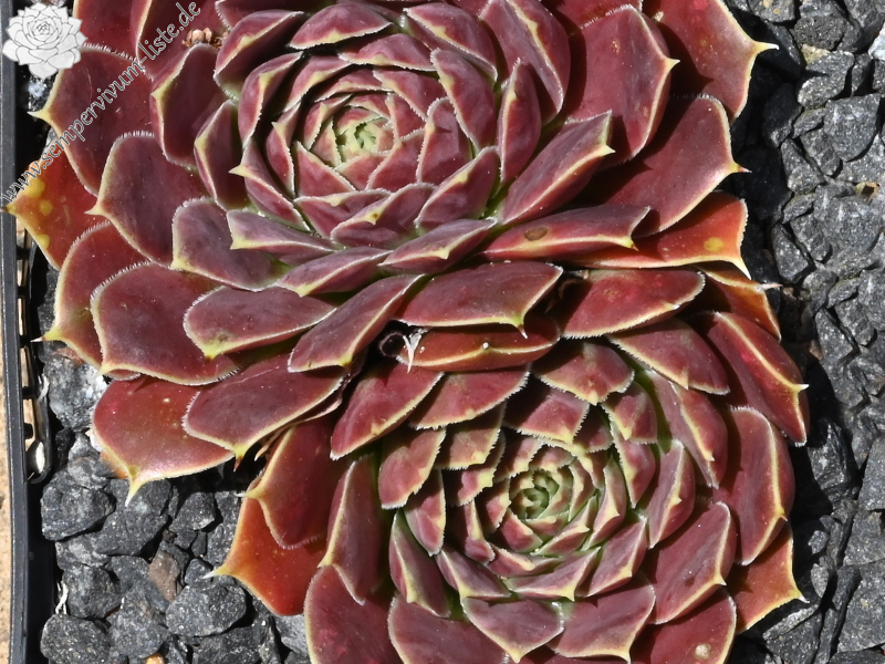 Raspberry Swirl / Jovi