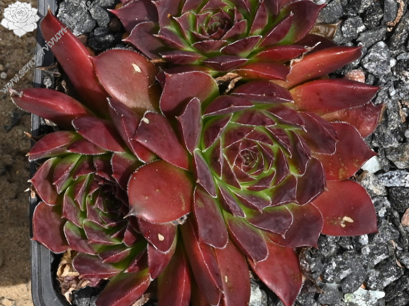 Turangi / Jovi ( II )