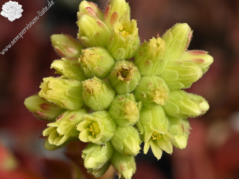 Yellowstone Caldera / Jovi