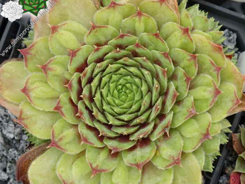 Amenophis III (NNG25)