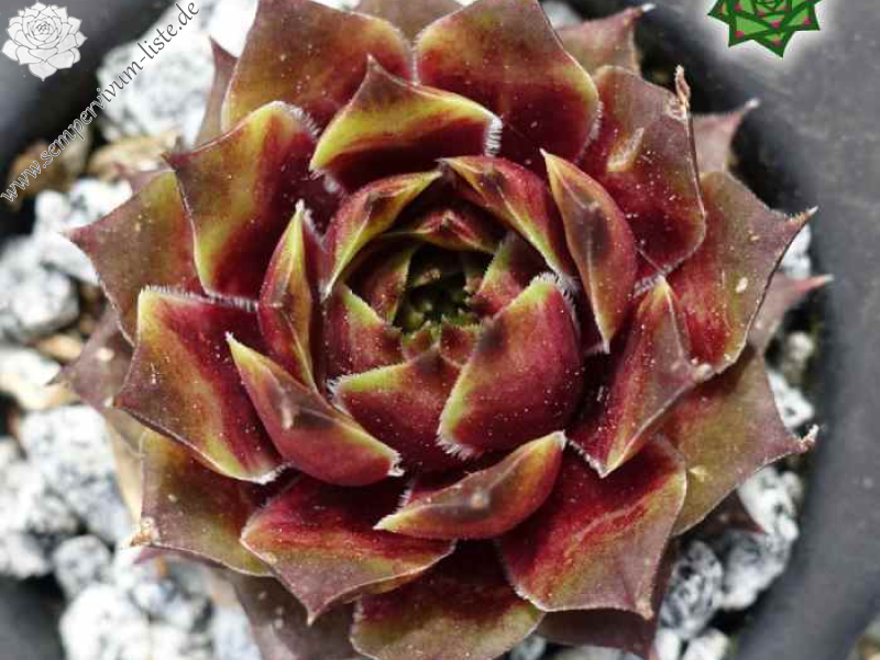 Amenophis III (NNG25)