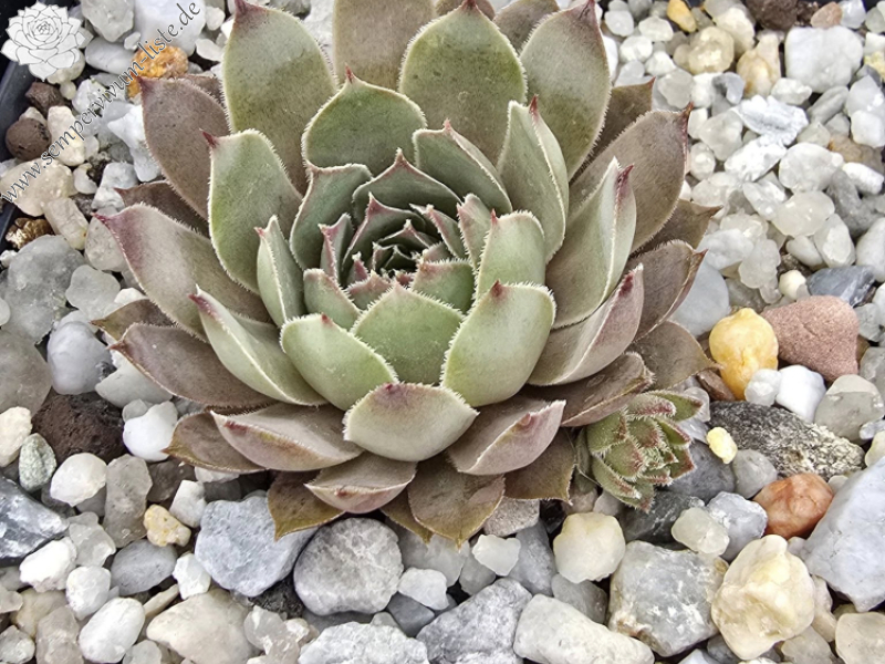 Andinn Olivander (NNG)