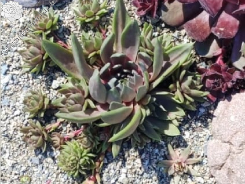 Fanfan la Tulipe (NG)