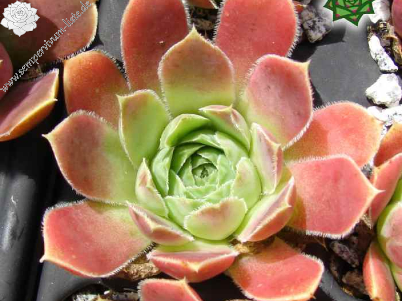 Fingolfin / Jovi (NNG25)