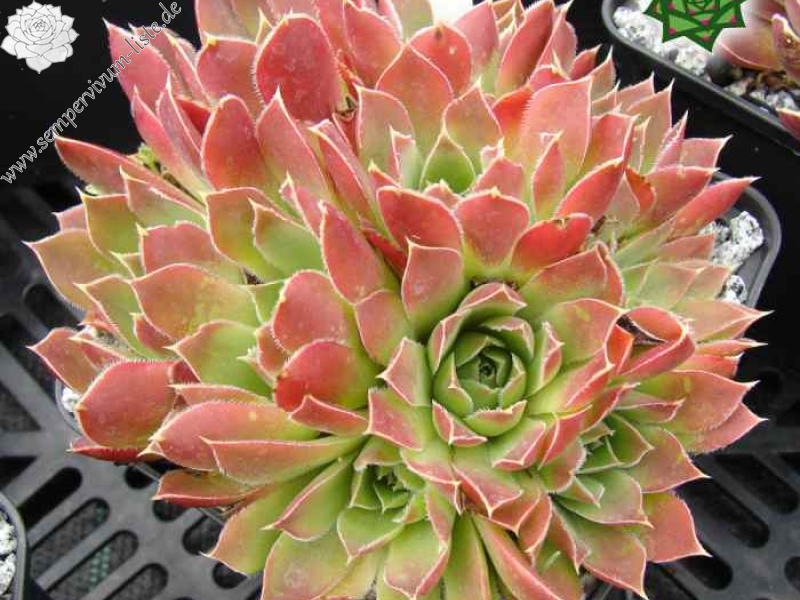 Fingolfin / Jovi (NNG25)