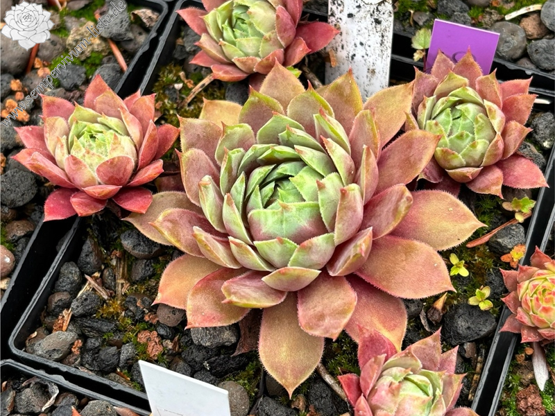 Chick Charms® Glacier Blue 