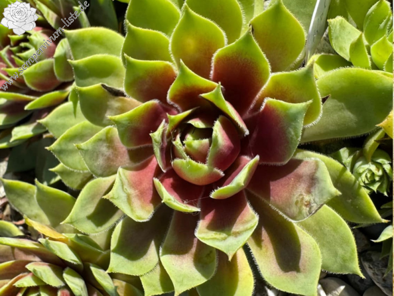 Goldlöckchen (Netzfund) Völker