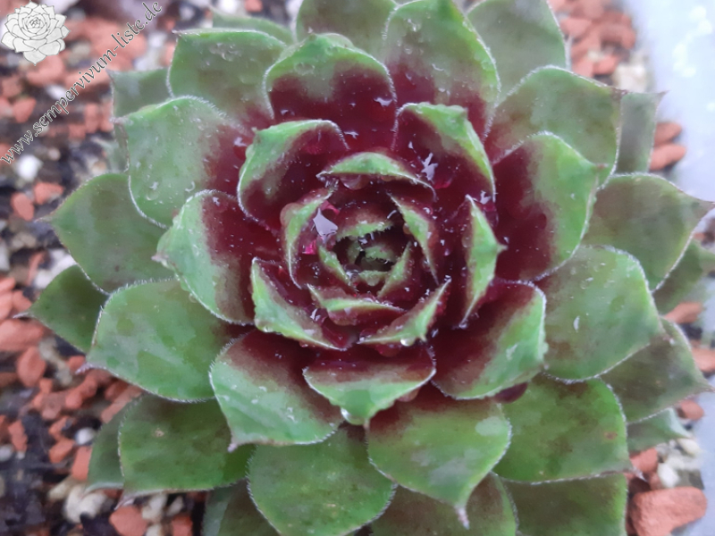 Goldlöckchen (Netzfund) Völker